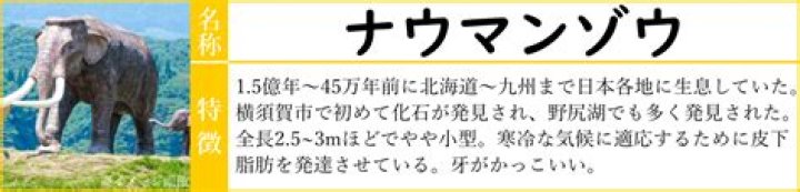 ビカリアとナウマンゾウの新生代化石