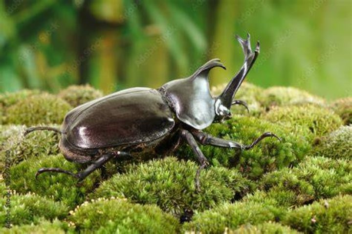 ペットボトルでカブトムシを作ろう！簡単工作アイデア完全ガイド